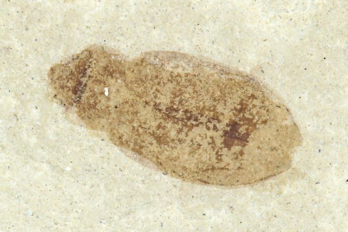 Detailed Fossil Beetle (Coleoptera) - Green River Formation #360221